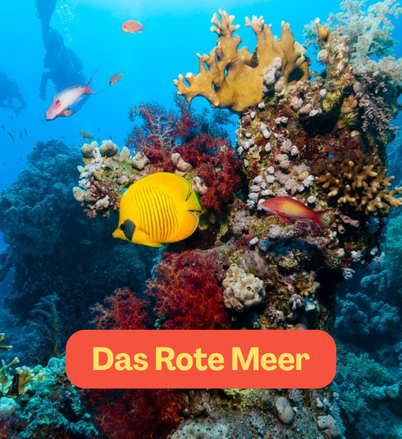 Fische und Korallen