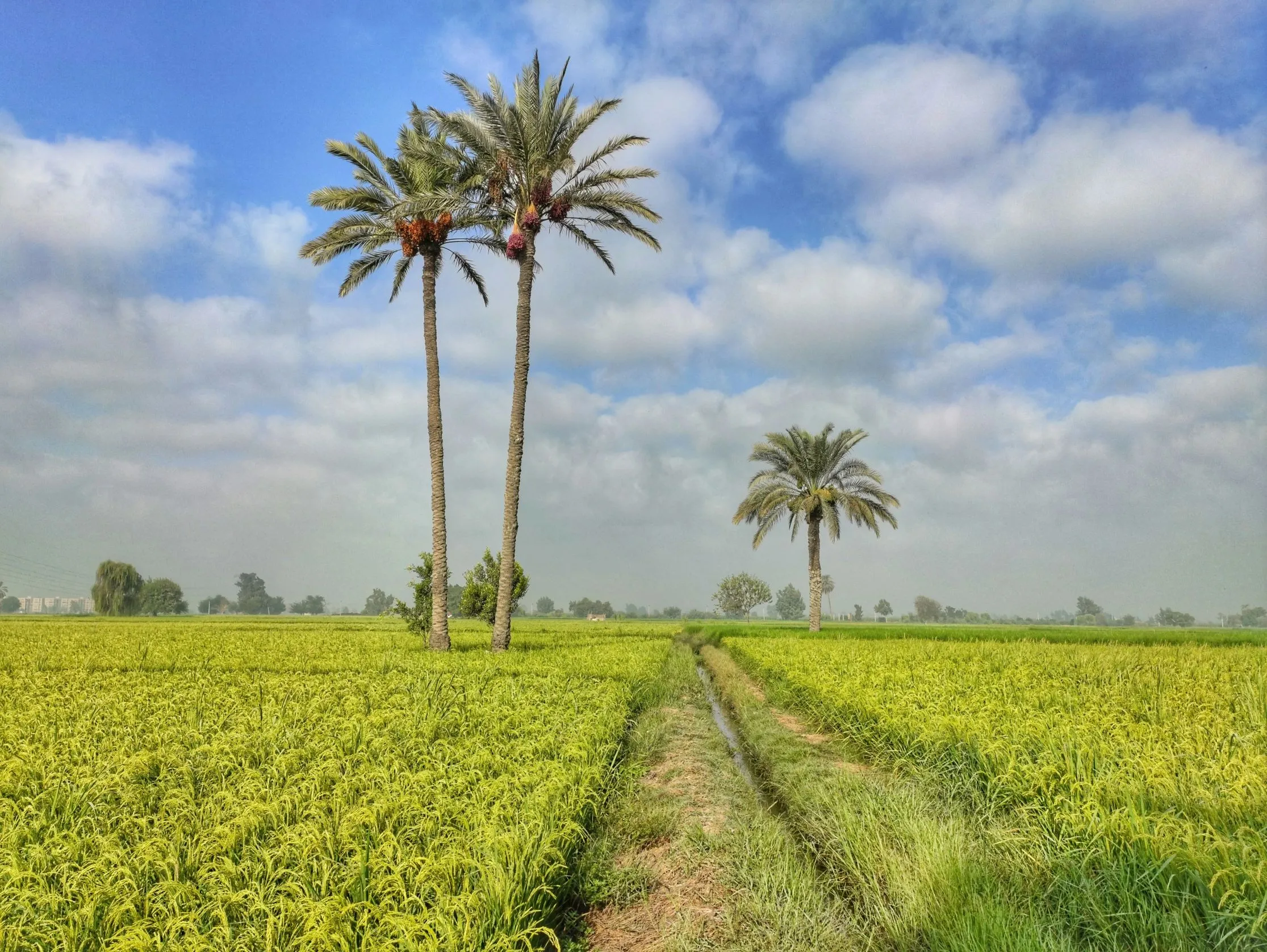 Grünes Feld mit Palmen